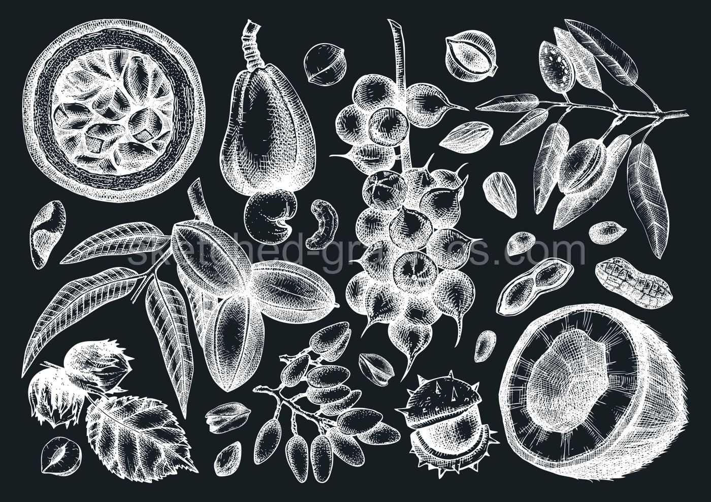 Hand drawn nut trees and plants on chalkboard. Hand-sketched pecan, macadamia, hazelnut, walnut, almond, pistachio, chestnut, peanut, brazil nut, hazelnut, coconut and cashew illsutrations Illustration
